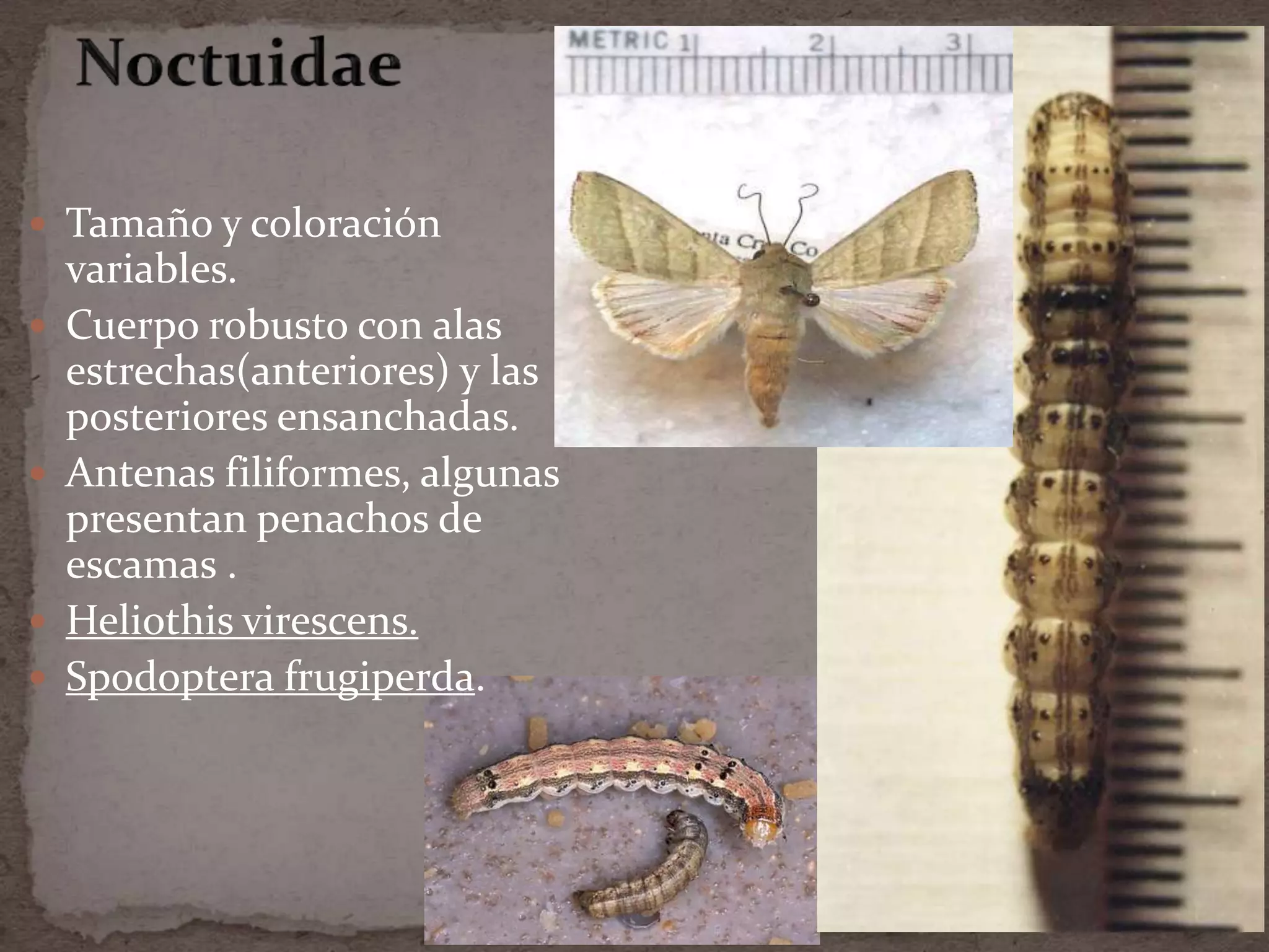  Tamaño y coloración
    variables.
   Cuerpo robusto con alas
    estrechas(anteriores) y las
    posteriores ensanchadas.
   Antenas filiformes, algunas
    presentan penachos de
    escamas .
   Heliothis virescens.
   Spodoptera frugiperda.
 