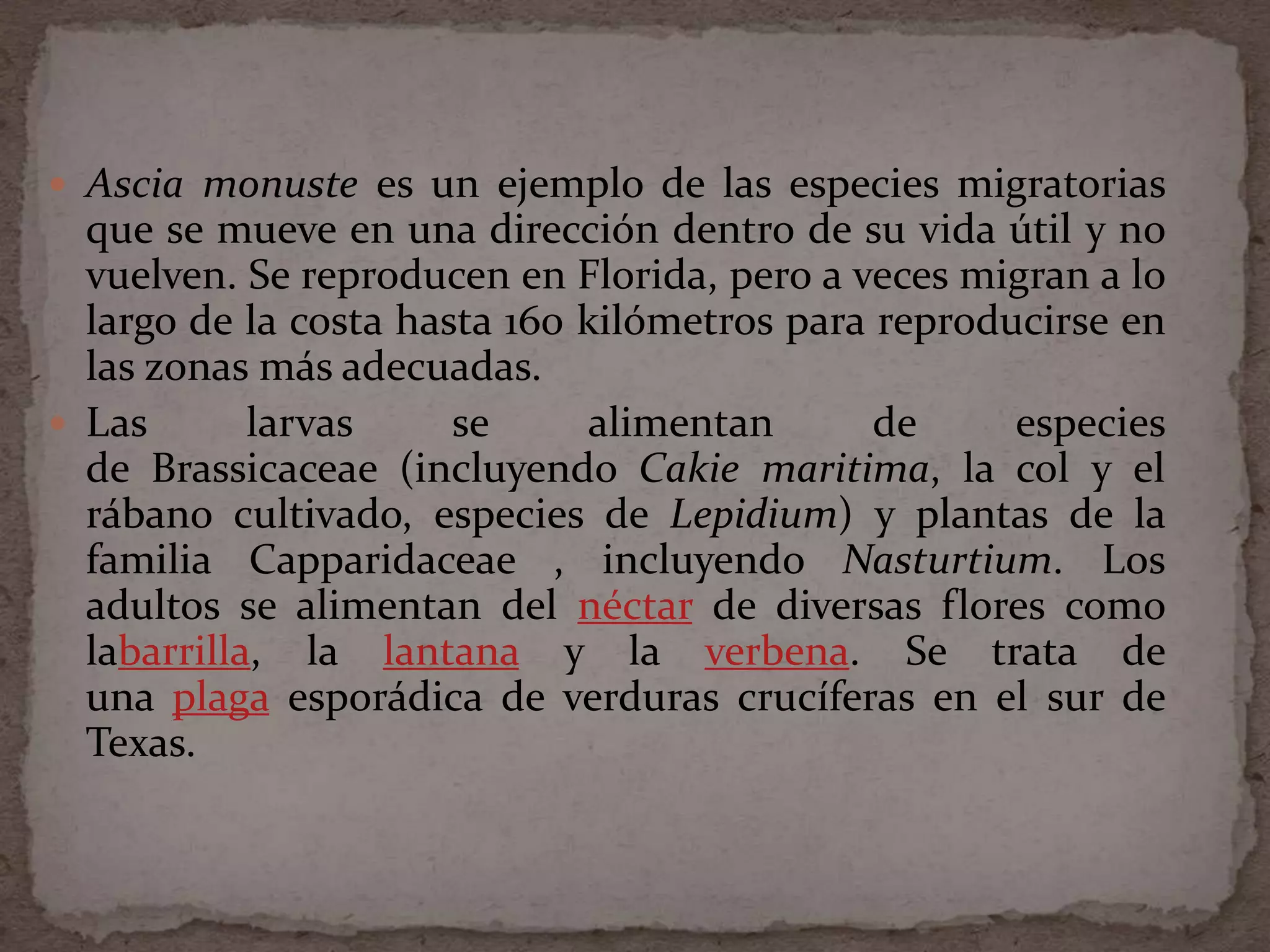  Ascia monuste es un ejemplo de las especies migratorias
  que se mueve en una dirección dentro de su vida útil y no
  vuelven. Se reproducen en Florida, pero a veces migran a lo
  largo de la costa hasta 160 kilómetros para reproducirse en
  las zonas más adecuadas.
 Las       larvas     se      alimentan      de     especies
  de Brassicaceae (incluyendo Cakie maritima, la col y el
  rábano cultivado, especies de Lepidium) y plantas de la
  familia Capparidaceae , incluyendo Nasturtium. Los
  adultos se alimentan del néctar de diversas flores como
  labarrilla, la lantana y la verbena. Se trata de
  una plaga esporádica de verduras crucíferas en el sur de
  Texas.
 