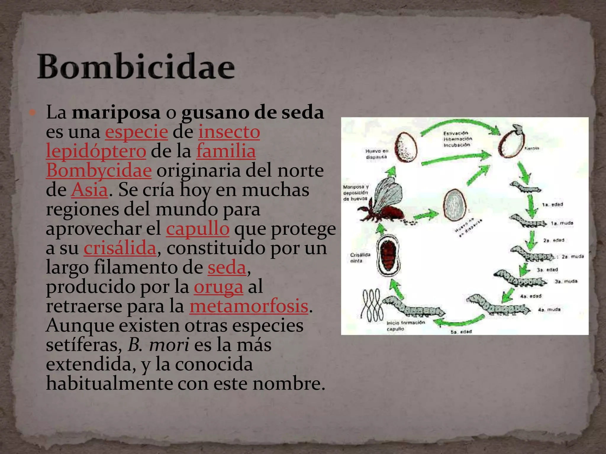  La mariposa o gusano de seda
 es una especie de insecto
 lepidóptero de la familia
 Bombycidae originaria del norte
 de Asia. Se cría hoy en muchas
 regiones del mundo para
 aprovechar el capullo que protege
 a su crisálida, constituido por un
 largo filamento de seda,
 producido por la oruga al
 retraerse para la metamorfosis.
 Aunque existen otras especies
 setíferas, B. mori es la más
 extendida, y la conocida
 habitualmente con este nombre.
 