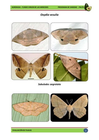 EVALUACIÓNDE PLAGAS
AGROKASA– FUNDO VIRGENDE LAS MERCEDES PROGRAMADE SANIDAD - PALTO
1
Oxydia vesulia
Sabulodes aegrotata