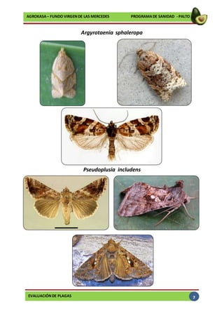 EVALUACIÓNDE PLAGAS
AGROKASA– FUNDO VIRGENDE LAS MERCEDES PROGRAMADE SANIDAD - PALTO
2
Argyrotaenia sphaleropa
Pseudoplusia includens