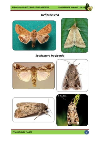 EVALUACIÓNDE PLAGAS
AGROKASA– FUNDO VIRGENDE LAS MERCEDES PROGRAMADE SANIDAD - PALTO
3
Heliothis zea
Spodoptera frugiperda