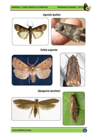 EVALUACIÓNDE PLAGAS
AGROKASA– FUNDO VIRGENDE LAS MERCEDES PROGRAMADE SANIDAD - PALTO
4
Agrotis ipsilon
Feltia experta
Opogona sacchari