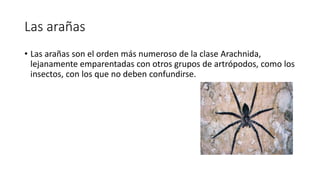Las arañas
• Las arañas son el orden más numeroso de la clase Arachnida,
lejanamente emparentadas con otros grupos de artrópodos, como los
insectos, con los que no deben confundirse.
