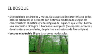 EL BOSQUE
• Sitio poblado de árboles y matas. Es la asociación característica de las
plantas arbóreas; se presenta con distintas modalidades según las
características climáticas y edafológicas del lugar en que crece. Forma
una asociación biológica o biocenosis completa (de especies arbóreas,
dominantes y secundarias, de plantas y arbustos y de fauna típica).
• bosque maderable El que da árboles maderables.