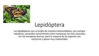 Lepidóptera
Los lepidópteros son un orden de insectos holometábolos, casi siempre
voladores, conocidos comúnmente como mariposas; las más conocidas
son las mariposas diurnas, pero la mayoría de las especies son
nocturnas y pasan muy inadvertidas
 