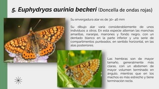 5. Euphydryas aurinia beckeri (Doncella de ondas rojas)
Su envergadura alar es de 30- 46 mm
Su dibujo alar varía considerablemente de unos
individuos a otros. En esta especie alternan las manchas
amarillas, naranjas, marrones y fondo negro, con un
dentado blanco en la parte inferior y una serie de
compartimentos punteados, en sentido horizontal, en las
alas posteriores.
Las hembras son de mayor
tamaño, generalmente más
claras, con un abdomen de
mayor volumen terminado en
ángulo, mientras que en los
machos es más estrecho y tiene
terminación recta.
 