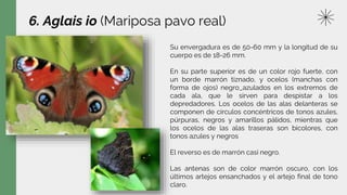 6. Aglais io (Mariposa pavo real)
Su envergadura es de 50-60 mm y la longitud de su
cuerpo es de 18-26 mm.
En su parte superior es de un color rojo fuerte, con
un borde marrón tiznado, y ocelos (manchas con
forma de ojos) negro_azulados en los extremos de
cada ala, que le sirven para despistar a los
depredadores. Los ocelos de las alas delanteras se
componen de círculos concéntricos de tonos azules,
púrpuras, negros y amarillos pálidos, mientras que
los ocelos de las alas traseras son bicolores, con
tonos azules y negros
El reverso es de marrón casi negro.
Las antenas son de color marrón oscuro, con los
últimos artejos ensanchados y el artejo final de tono
claro.
 