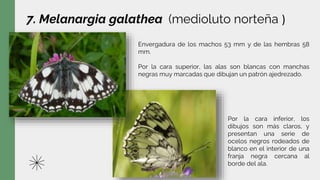 7. Melanargia galathea (medioluto norteña )
Envergadura de los machos 53 mm y de las hembras 58
mm.
Por la cara superior, las alas son blancas con manchas
negras muy marcadas que dibujan un patrón ajedrezado.
Por la cara inferior, los
dibujos son más claros, y
presentan una serie de
ocelos negros rodeados de
blanco en el interior de una
franja negra cercana al
borde del ala.
 