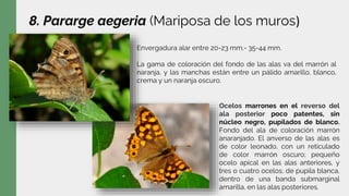 8. Pararge aegeria (Mariposa de los muros)
Envergadura alar entre 20-23 mm.- 35-44 mm.
La gama de coloración del fondo de las alas va del marrón al
naranja, y las manchas están entre un pálido amarillo, blanco,
crema y un naranja oscuro.
Ocelos marrones en el reverso del
ala posterior poco patentes, sin
núcleo negro, pupilados de blanco.
Fondo del ala de coloración marrón
anaranjado. El anverso de las alas es
de color leonado, con un reticulado
de color marrón oscuro; pequeño
ocelo apical en las alas anteriores, y
tres o cuatro ocelos, de pupila blanca,
dentro de una banda submarginal
amarilla, en las alas posteriores.
 