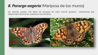 8. Pararge aegeria (Mariposa de los muros)
los machos poseen una hilera de escamas de color marrón grisáceo (androconia) que
desprenden feromonas, ausente en las hembras
 