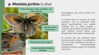9. Maniola jurtina (Loba)
Envergadura alar entre 24-28 mm.-
36-52 mm.
El macho tiene el anverso de color
parduzco, con un pequeño ocelo
apical (generalmente con pupila)
rodeado por un anillo naranja y
conjunto de escamas que forman una
gran mancha oscura difusa, que
desprenden feromonas (androconia).
El reverso del ala posterior tiene
bandas pardas, grises y amarillentas,
con una línea postdiscal marcada, y
presentando frecuentemente
pequeños puntos negros en la banda
más clara.
Ocelo pequeño, negro, pupilado, con
anillo naranja
mancha oscura
(androconia
Pequeños puntos negros
Línea postdical ondulada,
marcada
 