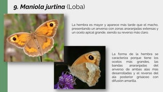 9. Maniola jurtina (Loba)
La forma de la hembra se
caracteriza porque tiene los
ocelos más grandes, las
bandas anaranjadas del
anverso de ambas alas más
desarrolladas y el reverso del
ala posterior grisáceo con
difusión amarilla.
La hembra es mayor y aparece más tarde que el macho,
presentando un anverso con zonas anaranjadas extensas y
un ocelo apical grande, siendo su reverso más claro.
 