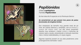Papiliónidos
Orden Lepidoptera
Familia Papilionidae
Se han descrito 6 especies en la Península Ibérica.
Se caracterizan ya que poseen tres pares de patas
funcionales de longitud similar.
Son mariposas de tamaño muy grande (más de 50
mm), de colores blancos y amarillos, con el anverso y
reverso del mismo color. Los dos sexos presentan
diseños muy similares y tienen ocelos y manchas de
colores rojos y azules, presentando a menudo manchas
más o menos redondeadas y/o rayas negras.
Algunas especies poseen en sus alas posteriores unas
prolongaciones llamadas “colas”.
 