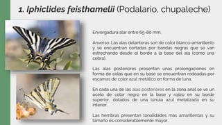1. Iphiclides feisthamelii (Podalario, chupaleche)
Envergadura alar entre 65-80 mm.
Anverso: Las alas delanteras son de color blanco-amarillento
y se encuentran cortadas por bandas negras que se van
estrechando desde el borde a la base del ala (como una
cebra).
Las alas posteriores presentan unas prolongaciones en
forma de colas que en su base se encuentran rodeadas por
escamas de color azul metálico en forma de luna.
En cada una de las alas posteriores en la zona anal se ve un
ocelo de color negro en la base y rojizo en su borde
superior, dotados de una lúnula azul metalizada en su
interior.
Las hembras presentan tonalidades más amarillentas y su
tamaño es considerablemente mayor.
 