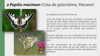 2.Papilio machaon (Cola de golondrina, Macaon)
Envergadura alar entre 60-75 mm.
Color del fondo de las alas amarillento, nerviación de
las alas de color negro, manchas rectangulares negras
que tocan con la parte costal de las alas anteriores y
una gran mancha negra rematada de lúnulas amarillas
en el margen externo de ambas alas (anterior y
posterior).
Presenta, además, un ocelo (redondel) en cada una de
las alas posteriores de color rojo bordeado de una ceja
azul .
Lo más característico de los ejemplares de esta
especie son sus colas, de las que recibe su nombre
vulgar y que ejercen una doble función, aerodinámica y
defensiva.
 