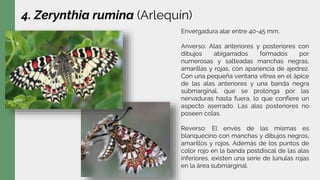 4. Zerynthia rumina (Arlequín)
Envergadura alar entre 40-45 mm.
Anverso: Alas anteriores y posteriores con
dibujos abigarrados formados por
numerosas y salteadas manchas negras,
amarillas y rojas, con apariencia de ajedrez.
Con una pequeña ventana vítrea en el ápice
de las alas anteriores y una banda negra
submarginal, que se prolonga por las
nervaduras hasta fuera, lo que confiere un
aspecto aserrado. Las alas posteriores no
poseen colas.
Reverso: El envés de las mismas es
blanquecino con manchas y dibujos negros,
amarillos y rojos. Además de los puntos de
color rojo en la banda postdiscal de las alas
inferiores, existen una serie de lúnulas rojas
en la área submarginal.
 