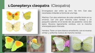 1.Gonepteryx cleopatra (Cleopatra)
Envergadura alar entre 55 mm.- 60 mm. Con alas
recortadas imitando la forma de una hoja.
Machos: Con alas anteriores de color amarillo limón en su
anverso, con una gran mancha color naranja, y un
pequeño saliente en el borde del ala posterior, cerca del
ápice. Reverso ligeramente verdoso, con la mancha
anaranjada poco marcada.
Hembra: Tiene un tono blanco-amarillento, con el reverso
similar y uniforme. Carece de mancha naranja.
 