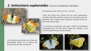 2. Anhtocharis euphenoides (Aurora meridional, Bandera
española)
Envergadura alar entre 30 mm.- 40 mm.
Color de fondo del reverso de las alas posteriores
amarillo. Mancha central verdosa en el reverso del ala
posterior que irradia otras manchas lineares hacia los
extremos de las alas.
Las hembras presentan una mancha
anaranjada difusa en el ápice del
anverso de las alas anteriores
Los machos presentan una gran mancha anaranjada,
bordeada por una fina línea negra por debajo y una
mancha grande gris hacia el ápice.
 