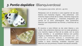 3. Pontia daplidice (Blanquiverdosa)
Envergadura alar entre 38 mm.- 45 mm.
Mariposas con el anverso o cara superior de las alas
blanco con manchas negras. Alas anteriores con
mancha negra al final de la celda, manchas negruzcas
en la zona postdiscal y manchas irregulares gris
ceniza en la zona submarginal. Alas posteriores
blancas que trasparentan las formas y manchas de su
reverso.
El reverso o cara inferior es de color blanco y oro
verde. Alas anteriores blancas con la costa grisácea y
una mancha negra al final de la celda, con la zona
basal amarilla y la postdiscal blanca con puntos
negros y manchas verdes. Alas posteriores son oro
verde con manchas blancas o amarillentas que
presentan en el borde, manchas verdes circulares
unidas a otras manchas ovaladas mayores que
alternan con las primeras. Poseen nerviación amarilla.
 