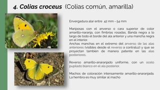 4. Colias croceus (Colias común, amarilla)
Envergadura alar entre 42 mm - 54 mm
Mariposas con el anverso o cara superior de color
amarillo-naranja, con fimbrias rosadas, Banda negra a lo
largo de todo el borde del ala anterior y una mancha negra
en el interior.
Anchas manchas en el extremo del anverso de las alas
anteriores (visibles desde el reverso a contraluz) y que se
proyectan también de manera patente en las alas
posteriores.
Reverso amarillo-anaranjado uniforme, con un ocelo
pupilado blanco en el ala posterior.
Machos de coloración intensamente amarillo-anaranjada.
La hembra es muy similar al macho
 