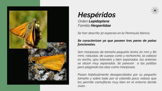 Hespéridos
Orden Lepidoptera
Familia Hesperiidae
Se han descrito 30 especies en la Península Ibérica.
Se caracterizan ya que poseen tres pares de patas
funcionales.
Son mariposas de tamaño pequeño (entre 20 mm y 80
mm), robustas, de cuerpo corto y rechoncho, la cabeza
es ancha, ojos laterales y bien separados, las antenas
se sitúan muy separadas. Se parecen a las polillas
pero plegando las alas como mariposas.
.
Pasan habitualmente desapercibidos por su pequeño
tamaño y sobre todo por el colorido poco vistoso que
les permite camuflarse muy bien en el entorno donde
viven.
 