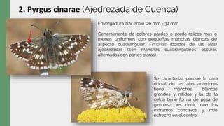 2. Pyrgus cinarae (Ajedrezada de Cuenca)
Se caracteriza porque la cara
dorsal de las alas anteriores
tiene manchas blancas
grandes y nítidas y la de la
celda tiene forma de pesa de
gimnasia, es decir, con los
extremos cóncavos y más
estrecha en el centro.
Envergadura alar entre 26 mm - 34 mm
Generalmente de colores pardos o pardo-rojizos más o
menos uniformes con pequeñas manchas blancas de
aspecto cuadrangular. Fimbrias (bordes de las alas)
ajedrezadas (con manchas cuadrangulares oscuras
alternadas con partes claras).
 