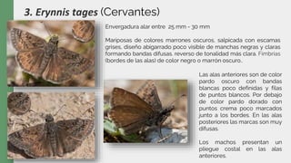 3. Erynnis tages (Cervantes)
Las alas anteriores son de color
pardo oscuro con bandas
blancas poco definidas y filas
de puntos blancos. Por debajo
de color pardo dorado con
puntos crema poco marcados
junto a los bordes. En las alas
posteriores las marcas son muy
difusas.
Los machos presentan un
pliegue costal en las alas
anteriores.
Envergadura alar entre 25 mm - 30 mm
Mariposas de colores marrones oscuros, salpicada con escamas
grises, diseño abigarrado poco visible de manchas negras y claras
formando bandas difusas. reverso de tonalidad más clara. Fimbrias
(bordes de las alas) de color negro o marrón oscuro..
 