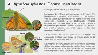 4. Thymelicus sylvestris (Dorada línea larga)
Envergadura alar entre 15 mm - 30 mm
Mariposas de colores anaranjados o pardo-claros. En
ambos sexos el anverso de las alas es de color naranja,
con las venas que sobresalen en negro, con una línea
oscurecida marginal y a continuación fimbrias
blanquecinas. La zona basal de ambas alas, la costa y
dorso de las posteriores también aparecen oscurecidas.
Los machos poseen una línea negra en las alas
anteriores (androconia).
En el reverso de las alas posteriores se aprecia un
escamado grisácea que ocupa la mayor parte de la
superficie del ala (color pajizo).
Los machos presentan los bordes externos de las mazas
de las antenas de color naranja. Las hembras presentan
los bordes externos de las mazas de las antenas de
color negro en la zona superior y naranja en la inferior
 