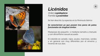 Licénidos
Orden Lepidoptera
Familia Lycaenidae
Se han descrito 74 especies en la Península Ibérica.
Se caracterizan ya que poseen tres pares de patas
funcionales de longitud similar.
Mariposas de pequeño o mediano tamaño a menudo
y con dimorfismo sexual acusado.
El colorido es variado, rojos, azules, marrones, verdes
y en general son muy diferentes por el anverso y
reverso de sus alas.
 