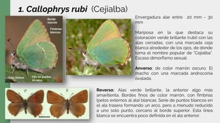1. Callophrys rubi (Cejialba)
Reverso: Alas verde brillante, la anterior algo más
amarillenta. Bordes finos de color marrón, con fimbrias
(pelos externos al ala) blancas. Serie de puntos blancos en
el ala trasera formando un arco, pero a menudo reducido
a uno solo punto, cercano al borde superior. Esta línea
blanca se encuentra poco definida en el ala anterior.
Envergadura alar entre 20 mm - 30
mm
Mariposa en la que destaca su
coloración verde brillante (rubí) con las
alas cerradas, con una marcada ceja
blanca alrededor de los ojos, de donde
toma el nombre popular de “Cejialba”.
Escaso dimorfismo sexual.
Anverso: de color marrón oscuro. El
macho con una marcada androconia
ovalada.
 
