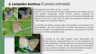 2.Lampides boeticus (Canela estriada)
Envergadura alar entre 22 mm - 34 mm.
Macho con el anverso de las alas anteriores de azul violeta oscuro,
con bordes marginales ancho marrón oscuro, cubiertas de
vellosidades, presenta dos puntos oscuros finamente bordeados de
blanco cerca de la zona anal. En esta zona aparece además una
“cola” negra con el extremo blanco.
La hembra es similar, aunque algo más grande y con el ápice más
redondeado. Son sólo azules por el centro del anverso y pardas
hacia los bordes. Las posteriores presentan una banda de lúnulas
oscuras. También presentan colas.
El reverso es de color castaño claro, alternando con
bandas blancas, especialmente en la zona postdiscal de
las alas posteriores, donde aparece una franja blanca típica
de la especie. Los dos puntos del reverso son presentan
un color verdoso metálico, con el borde inferior azulado y
con escamas anaranjadas por el borde interno.
 