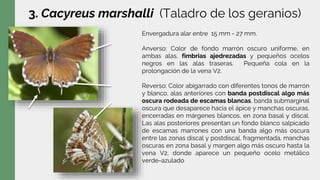 3. Cacyreus marshalli (Taladro de los geranios)
Envergadura alar entre 15 mm - 27 mm.
Anverso: Color de fondo marrón oscuro uniforme, en
ambas alas, fimbrias ajedrezadas y pequeños ocelos
negros en las alas traseras. Pequeña cola en la
prolongación de la vena V2.
Reverso: Color abigarrado con diferentes tonos de marrón
y blanco, alas anteriores con banda postdiscal algo más
oscura rodeada de escamas blancas, banda submarginal
oscura que desaparece hacia el ápice y manchas oscuras,
encerradas en márgenes blancos, en zona basal y discal.
Las alas posteriores presentan un fondo blanco salpicado
de escamas marrones con una banda algo más oscura
entre las zonas discal y postdiscal, fragmentada, manchas
oscuras en zona basal y margen algo más oscuro hasta la
vena V2, donde aparece un pequeño ocelo metálico
verde-azulado
 