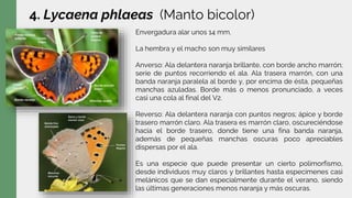 4. Lycaena phlaeas (Manto bicolor)
Envergadura alar unos 14 mm.
La hembra y el macho son muy similares
Anverso: Ala delantera naranja brillante, con borde ancho marrón;
serie de puntos recorriendo el ala. Ala trasera marrón, con una
banda naranja paralela al borde y, por encima de ésta, pequeñas
manchas azuladas. Borde más o menos pronunciado, a veces
casi una cola al final del V2.
Reverso: Ala delantera naranja con puntos negros; ápice y borde
trasero marrón claro. Ala trasera es marrón claro, oscureciéndose
hacia el borde trasero, donde tiene una fina banda naranja,
además de pequeñas manchas oscuras poco apreciables
dispersas por el ala.
Es una especie que puede presentar un cierto polimorfismo,
desde individuos muy claros y brillantes hasta especímenes casi
melánicos que se dan especialmente durante el verano, siendo
las últimas generaciones menos naranja y más oscuras.
 