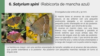 6. Satyrium spini (Rabicorta de mancha azul)
Envergadura alar entre 26 y 32 mm.
El macho tiene el anverso de color marrón
oscuro, el ala anterior con una pequeña
androconia alargada, y en ocasiones un
pequeño punto anaranjado en el ala posterior,
cerca del margen por encima de la cola.
El reverso es marrón claro, con una línea
blanca muy visible ondulada y paralela al
borde externo que cruza ambas alas. Por
encima del ángulo anal de cada ala posterior,
tiene un apéndice o cola. Y por encima de este
una mancha azul y varias lúnulas anaranjadas a
lo largo del margen con la parte externa negra.
La hembra es mayor, con una sombra anaranjada de tamaño variable en el anverso del ala anterior,
que puede extenderse a la posterior. Ala posterior con pequeñas manchas naranjas en torno al
ángulo anal
 