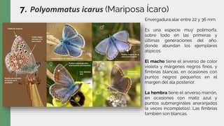 7. Polyommatus icarus (Mariposa Ícaro)
Envergadura alar entre 22 y 36 mm.
Es una especie muy polimorfa,
sobre todo en las primeras y
últimas generaciones del año,
donde abundan los ejemplares
atípicos.
El macho tiene el anverso de color
violeta y márgenes negros finos, y
fimbrias blancas, en ocasiones con
puntos negros pequeños en el
margen del ala posterior.
La hembra tiene el anverso marrón,
en ocasiones con matiz azul y
puntos submarginales anaranjados
(a veces incompletos). Las fimbrias
también son blancas.
 