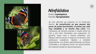 Ninfálidos
Orden Lepidoptera
Familia Nymphalidae
Se han descrito 95 especies en la Península
Ibérica. Se caracterizan ya que poseen dos
pares de patas funcionales, el primer par está
muy atrofiado y es mucho más corto. Son
mariposas de tamaño grande o medio (entre 25
mm y 200 mm). Presentan una coloración, en
general, rojiza más o menos brillantes, con
dibujos marrón oscuro o negro en el anverso. Son
poderosos voladores, rápidos o también
planeadores. Les atraen, generalmente, las flores
cultivadas y, en algunos casos, los olores fuertes
de materias ácidas en descomposición.
 