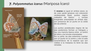 7. Polyommatus icarus (Mariposa Ícaro)
El reverso es igual en ambos sexos, es
de color pardo grisáceo con coloración
verdeazulada basal, puntos negros
rodeados de blanco y lúnulas
marginales anaranjadas en ambas alas,
con presencia de un punto en la celda
del ala anterior.
Los puntos postdiscales negros de las
alas posteriores forman un triángulo y
hay una mancha blanca entre el centro
de estos y las lúnulas anaranjadas.
Por su parte, las alas anteriores cuentan
con un punto en la centro y otro al lado
característicos de la especie que son
visibles si la mariposa no tiene las alas
retraídas.
 