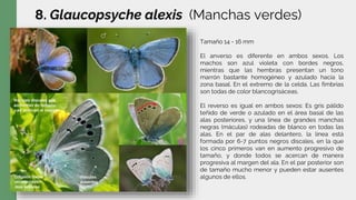 8. Glaucopsyche alexis (Manchas verdes)
Tamaño 14 - 16 mm
El anverso es diferente en ambos sexos. Los
machos son azul violeta con bordes negros,
mientras que las hembras presentan un tono
marrón bastante homogéneo y azulado hacia la
zona basal. En el extremo de la celda. Las fimbrias
son todas de color blancogrisáceas.
El reverso es igual en ambos sexos: Es gris pálido
teñido de verde o azulado en el área basal de las
alas posteriores, y una línea de grandes manchas
negras (máculas) rodeadas de blanco en todas las
alas. En el par de alas delantero, la línea está
formada por 6-7 puntos negros discales, en la que
los cinco primeros van en aumento progresivo de
tamaño, y donde todos se acercan de manera
progresiva al margen del ala. En el par posterior son
de tamaño mucho menor y pueden estar ausentes
algunos de ellos.
 