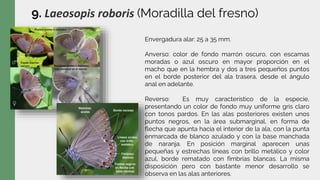 9. Laeosopis roboris (Moradilla del fresno)
Envergadura alar: 25 a 35 mm.
Anverso: color de fondo marrón oscuro, con escamas
moradas o azul oscuro en mayor proporción en el
macho que en la hembra y dos a tres pequeños puntos
en el borde posterior del ala trasera, desde el ángulo
anal en adelante.
Reverso: Es muy característico de la especie,
presentando un color de fondo muy uniforme gris claro
con tonos pardos. En las alas posteriores existen unos
puntos negros, en la área submarginal, en forma de
flecha que apunta hacia el interior de la ala, con la punta
enmarcada de blanco azulado y con la base manchada
de naranja. En posición marginal aparecen unas
pequeñas y estrechas líneas con brillo metálico y color
azul, borde rematado con fimbrias blancas. La misma
disposición pero con bastante menor desarrollo se
observa en las alas anteriores.
 