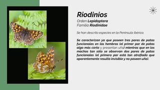 Riodinios
Orden Lepidoptera
Familia Riodinidae
Se han descrito especies en la Península Ibérica.
Se caracterizan ya que poseen tres pares de patas
funcionales en las hembras (el primer par de patas
algo más corto y presentan uña) mientras que en los
machos tan sólo se observan dos pares de patas
funcionales (el primero par está tan atrofiado que
aparentemente resulta invisible y no poseen uña).
 