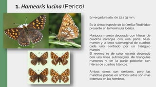 1. Hamearis lucina (Perico)
Envergadura alar de 22 a 31 mm.
Es la única especie de la familia Riodinidae
presente en la Península ibérica.
Mariposa marrón decorada con hileras de
cuadros naranjas con una parte basal
marrón y la línea submarginal de cuadros
cada uno centrado por un triángulo
marrón.
El reverso es de color naranja decorado
con una línea submarginal de triángulos
marrones y en la parte posterior con
hileras de cuadros blancos.
Ambos sexos son similares, pero las
manchas pálidas en ambos lados son más
extensas en las hembras.
 