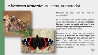 1.Vanessa atalanta (Vulcana, numerada)
Mariposa de hasta unos 70 mm de
envergadura.
En el anverso alar, sobre fondo oscuro,
negro aterciopelado, se aprecian manchas
blancas cerca de cada extremo y una
amplia franja roja anaranjada brillante. El
ala posterior con bordes rojos.
El reverso es de colores marrones y ceniza,
contiene 3 manchas en color negro, que
parece que dibujaran los números 980 y
089. Este colorido le proporciona
un camuflaje excelente cuando se sitúa
sobre los troncos de los árboles o sobre
suelos pedregosos.
 