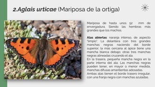 2.Aglais urticae (Mariposa de la ortiga)
Mariposa de hasta unos 52 mm de
envergadura. Siendo las hembras más
grandes que los machos.
Alas abiertas: naranja intenso, de aspecto
"limpio". La delantera con tres grandes
manchas negras naciendo del borde
superior; la más cercana al ápice tiene una
mancha blanca debajo; otras tres manchas
negras alineadas cruzando el ala.
En la trasera, pequeña mancha negra en la
parte interna del ala. Las manchas negras
pueden tener, en mayor o menor medida,
manchas difusas amarillentas adosadas.
Ambas alas tienen el borde trasero irregular,
con una franja negra con manchas azuladas.
 