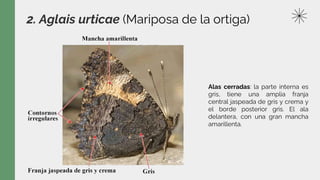 2. Aglais urticae (Mariposa de la ortiga)
Alas cerradas: la parte interna es
gris, tiene una amplia franja
central jaspeada de gris y crema y
el borde posterior gris. El ala
delantera, con una gran mancha
amarillenta.
 