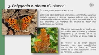 3. Polygonia c-album (C-blanca)
Márgenes externos de las cuatro alas
recortados, con entrantes y salientes
irregulares y un recorte en el ala
posterior formando un pico a modo de
cola,
El reverso es de color castaño,
jaspeado con una característica
mancha blanca en forma de “C” en el
centro de las alas posteriores, la cual
da nombre a la especie.
Su envergadura alar es de 35 - 50 mm
El anverso es de color ocre anaranjado, con manchas y puntos
castaño oscuros o negros, margen externo más oscuro,
ribeteado de manchas amarillas y con forma cóncava en las
alas anteriores. Las manchas del anverso se hacen más
evidentes en las hembras.
 