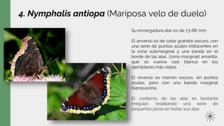 4. Nymphalis antiopa (Mariposa velo de duelo)
Su envergadura alar es de 73-86 mm
El anverso es de color granate oscuro, con
una serie de puntos azules iridiscentes en
la zona submarginal y una banda en el
borde de las alas (zona marginal) amarilla,
que se vuelve casi blanca en los
ejemplares más viejos.
El reverso es marrón oscuro, sin puntos
azules, pero con una banda marginal
blanquecina.
El contorno de las alas es bastante
irregular, resaltando una serie de
pequeños picos en todas sus alas
 