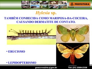 gveccvvs@rio.rj.gov.br Tel: (21) 2589-2338
Hylesia sp.
TAMBÉM CONHECIDA COMO MARIPOSA-DA-COCEIRA,
CAUSANDO DERMATITE DE CONTATO.
• ERUCISMO
• LEPIDOPTERISMO
 