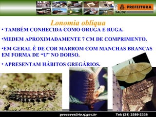 gveccvvs@rio.rj.gov.br Tel: (21) 2589-2338
Lonomia obliqua
• TAMBÉM CONHECIDA COMO ORUGA E RUGA.
•MEDEM APROXIMADAMENTE 7 CM DE COMPRIMENTO.
•EM GERAL É DE COR MARROM COM MANCHAS BRANCAS
EM FORMA DE “U” NO DORSO.
• APRESENTAM HÁBITOS GREGÁRIOS.
 