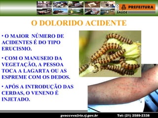 gveccvvs@rio.rj.gov.br Tel: (21) 2589-2338
O DOLORIDO ACIDENTE
• O MAIOR NÚMERO DE
ACIDENTES É DO TIPO
ERUCISMO.
• COM O MANUSEIO DA
VEGETAÇÃO, A PESSOA
TOCA A LAGARTA OU AS
ESPREME COM OS DEDOS.
• APÓS A INTRODUÇÃO DAS
CERDAS, O VENENO É
INJETADO.
 